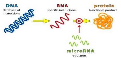 miRNA/ lncRNA 敲除細胞系
